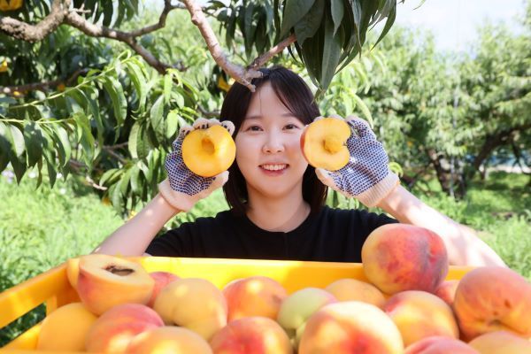 고당도·고품질 명품 임실N복숭아 전국에 본격 출하
