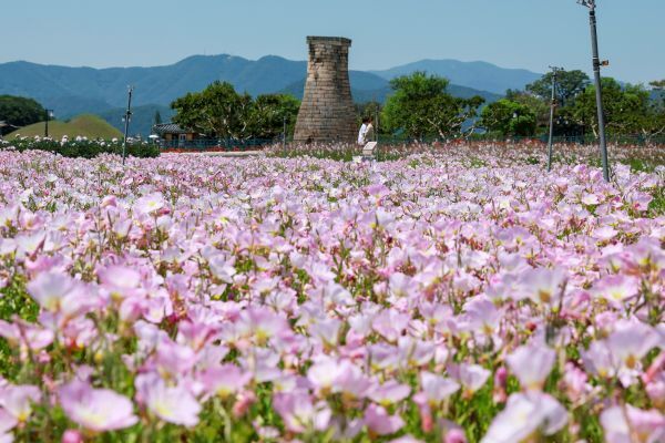 경주 동부사적지, 초여름 꽃물결 장관