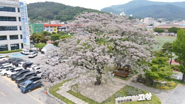 고창군청 앞 멀구슬나무 꽃 만개,