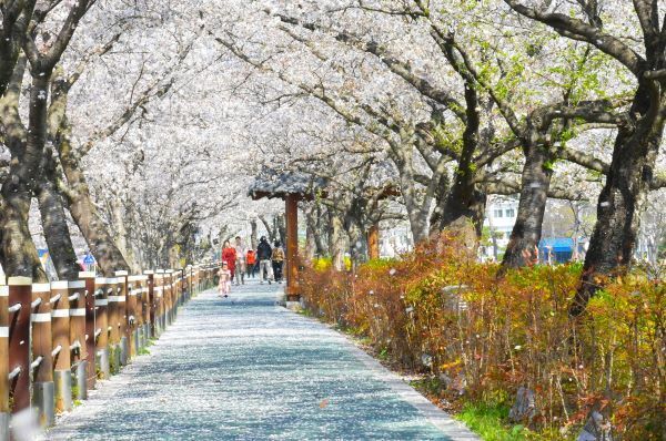 순창 옥천골 벚꽃축제 북적