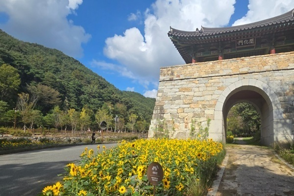 김제시, 모악산도립공원 곳곳에 해바라기 식재 
